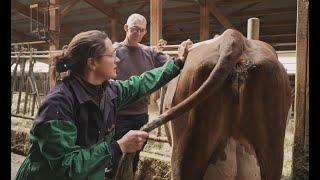 Médecines manuelles - L'OSTEOPATHIE pour les animaux d'élevage (vaches laitières) TEMOIGNAGES