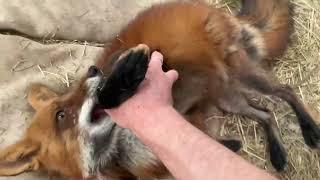 Алиса - лиса. Игнис получил подарок от Алисы в виде крысы #животные #лиса #fox #лисяо #собака