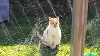 Cat Stands Between The Sprinklers As They Go On To Get Some Water