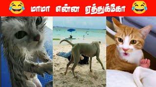 மச்சி 100 ரூவா கொடு #viral #trending #comedy #funnyanimalvideos