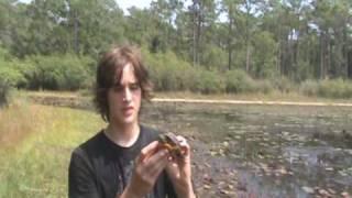 Brandon's Herp Adventures: Eastern Chicken Turtle
