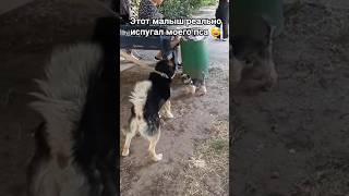 Маленький, да удалый! Как мой пес испугался мини-собаки #собаки #шок #смешно #питомцы #реакция