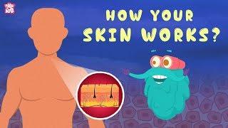 How Your Skin Works? - The Dr. Binocs Show | Best Learning Videos For Kids | Peekaboo Kidz