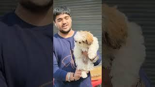 SHIH TZU || CHANDIGARH || PET SHOP