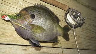 FishTales: Big Bluegill - Big Popper