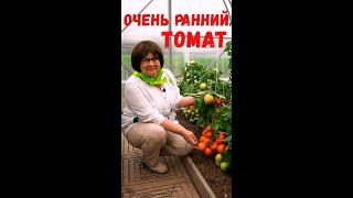 Урожайный, ультраранний томат для выращивания в открытом грунте и теплицах. #shorts