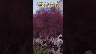 ️김용빈 내사랑지금어디 #안개나무 꽃 감사합니다 