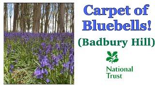 BADBURY HILL (BLUEBELLS) | NATIONAL TRUST | VANLIFE UK | VW T3/T25 CAMPERVAN