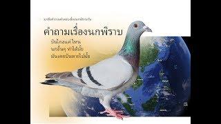 คำถามเรื่องนกพิราบ บินไกลแค่ไหน มันกลับบ้านได้อย่างไร นกอื่นๆทำได้มั้ย...?