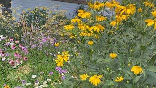 Rudbeckia 'Herbstsonne'