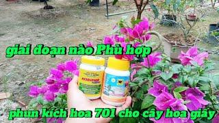 giai đoạn nào phù hợp phun kích hoa 701 cho cây hoa giấy