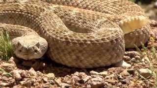 Rattlesnake Encounter