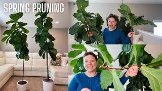 SPRING PRUNING MY FIDDLE LEAF FIG || Ficus Lyrata pruning to encourage branching