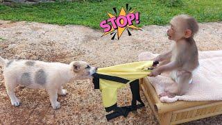 Monkey Bon was sunbathing when his clothes were stolen by a puppy