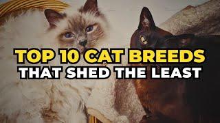 Top 10 Cat Breeds That Shed the Least