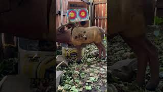 Backyard archery asmr#asmr #asmrsounds #archery #bow #arrow #diy #3dart #3d #elk #shorts #short