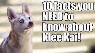 10 facts you NEED to know before buying a Klee Kai!