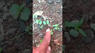 Pomegranate Seeds Grow ToPlant .#shorts #shortvideo #short #seeds #pomegranate #garden #shortsvideo