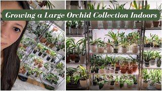 How to Build a Beautiful Indoor Orchid Collection | Tips for Caring for Hundreds of Flowering Plants