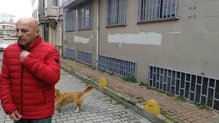 Walking Tour | Cibali | istanbul | Turkey | 06 march 2019