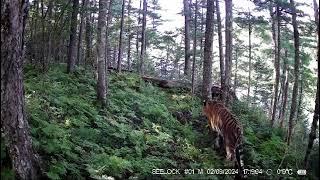 Siberian tiger and black bear in the same place.