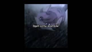 Эдит про кв подъехал.||автор слов воителей - Leafy Jedi||