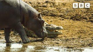 Hippos take on crocodiles for best sunbathing spot | Serengeti - BBC