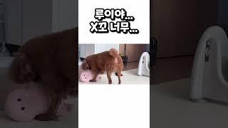 시원한 X꾸멍 갈색푸들 루이