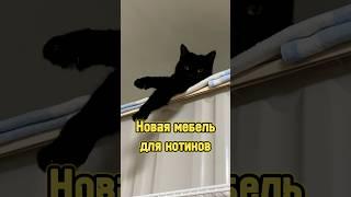 Новая мебель для котиков  #питомцы #котики #кот #кошка #cat