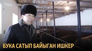 Бука сатып байыган ишкер