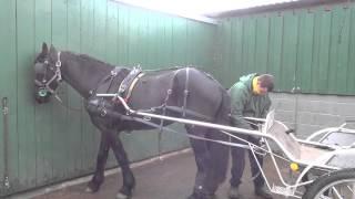 Putting a horse to by yourself - driving a single Friesian (Duke).