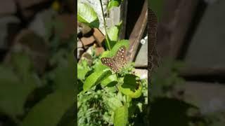 Speckled wood, butterfly (Pararge aegeria)-2