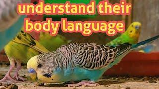 Decoding Budgie Behavior: What Your Feathered Friends Are Trying to Tell You!