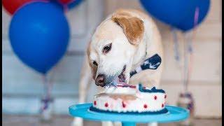 Homemade Healthy Dog Birthday Cake Recipe (easy and simple to make)