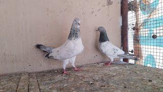 #sa_pigons_gondal #kabootar bhura bajre kabootar for sale gondal Gujrat mo..8153832532