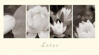 여름과 가을 사이 연꽃 사진 담기 : Lotus, PHOTOGRAPHY & TRAVEL