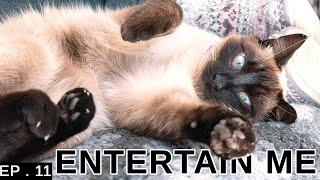 How To Entertain Your Siamese Cat