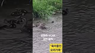 육아중인 오리가족 #엄마야 누나야 강변살자#아이미