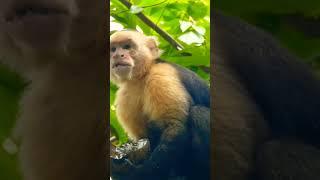 Monkey having Coconut 
