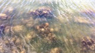 Crabs and Small Fish in the Banana River Lagoon in 4k UHD