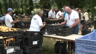 Carolina's Genetic Corn: Part 2 - Harvesting