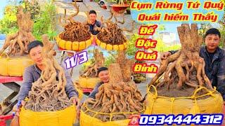 #Tín_0934444312, BG 11/3 Phôi Mai Tứ Quý Nồi Đế Quá Vip, Cụm Rừng Tứ Quý Quái Quá Đỉnh @cscanthohg