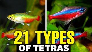 21 Types of Tetras For Aquariums 