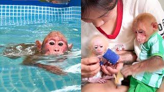 Bibi went swimming by himself while Mom was busy treating baby monkey's wound!