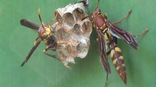 VERSICOLOR SOCIAL WASP Couple nest (POLISTES VERSICOLOR), VESPA DO PAPEL AMARELO, POISONOUS INSECTS.