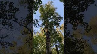 Серафимовское кладбище #asmr Санкт-Петербург #travel #walkthrough #прогулка #relax