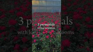 3 long blooming perennial flowers   #flowergarden #gardeningideas #fastgrowingtrees