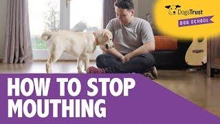 Easy Tips On How To Stop Your Puppy From Mouthing | Dogs Trust Dog School