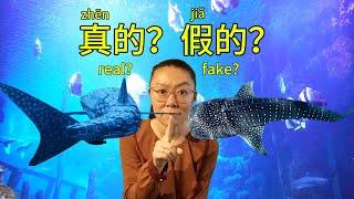 海洋公园的麻烦 Ocean park’s trouble | adverbs | modal verbs | native expressions | vocabulary highlighted