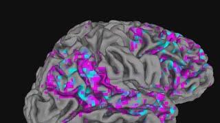 UT researchers create AI system to turn brain activity into text